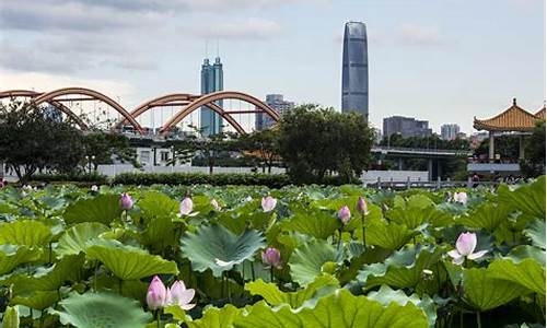 深圳洪湖公园 年均总游客量_深圳洪湖公园 年均总游客量多少